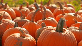 Zoom out camera movement at Idyllic autumn pumpkin patch at farm landscape, harvest. October ripen pumpkins at farmland during evening and sunset. Cinematic Thanksgiving day preparation. - Powered by Shutterstock - Get 15% off with code: PIKWIZARD15