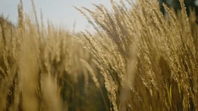 grass silhouette at sunset. ears of sunlight wild grass silhouette a evening nature background concept. field in the park. wind sway grass silhouette landscape - Powered by Shutterstock - Get 15% off with code: PIKWIZARD15