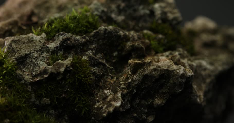 Stone texture close-up. Macro shot of a green moss on the rock. Dark cracked mineral. High quality 4k footage