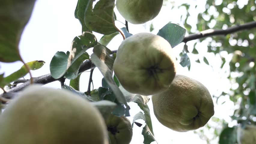 Quince grows on the branches of the alero Royalty-Free Stock Footage #1109627557