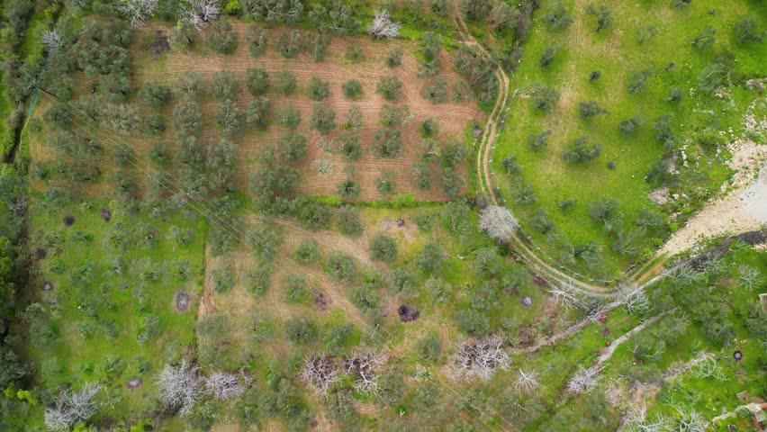 Olive trees aerial view Tranquil green meadow with natural beauty in eco-friendly countryside. Tranquil, Green Meadow in Nature