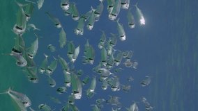 Vertical video, Large shoal of Striped mackerel or Indian mackerel (Rastrelliger kanagurta) swimming with open mouths and eating filtering for zooplankton underwater of blue water, Slow motion