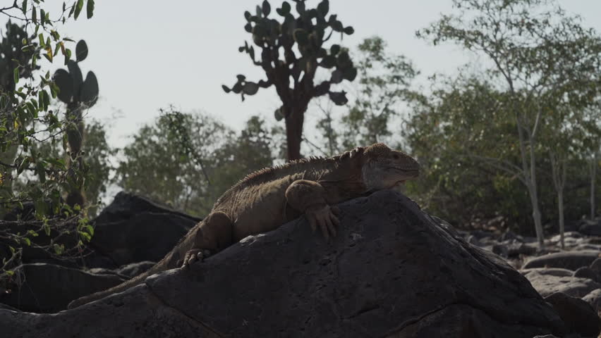 yellow galapagos land iguana, also know as Drusenkopf or Conolophus subcristatus, endemic to the Galapagos islands in Ecuador, relaxing, sunbathing and heating up underneath a prickly pear cactus.