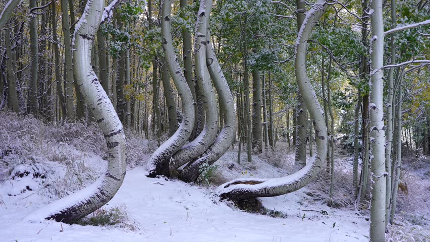 Curvy Aspens in Southern Colorado Landscape Video