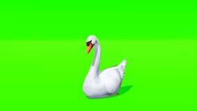green screen video of geese