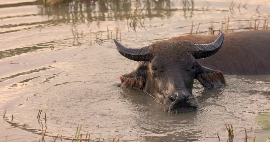In a lush tropical landscape, a domestic asian water buffalo, used in agriculture, finds respite by wading through flooded fields. The animal seeks refuge from abnormal heat caused by global warming. Royalty-Free Stock Footage #1109635385