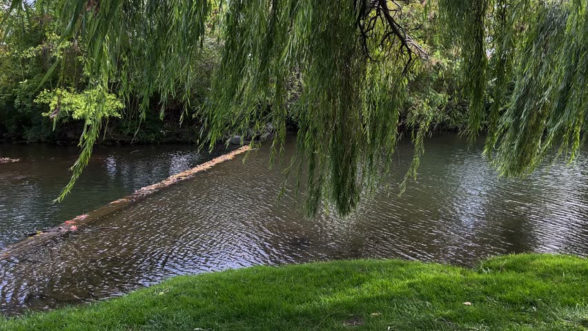 Tranquil scene in Frederick's Baker Park: A graceful willow tree near Carroll Creek, its branches almost touching the water, as people enjoy leisurely walks along this picturesque waterway. Royalty-Free Stock Footage #1109637431