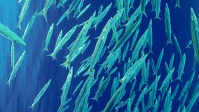 Vertical video, Close-up of school of Barracudas calmly swims under surface of water in blue Ocean, slow motion. School of Yellow-tailed Barracuda (Sphyraena flavicauda)
