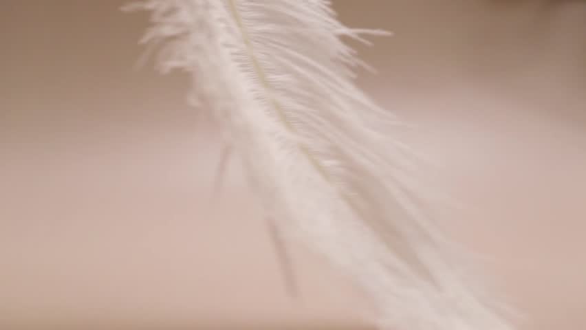 Feather on beige background, a symbol of care and fashion, smoothness and lightweight