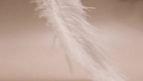 Feather on beige background, a symbol of care and fashion, smoothness and lightweight - Powered by Shutterstock - Get 15% off with code: PIKWIZARD15