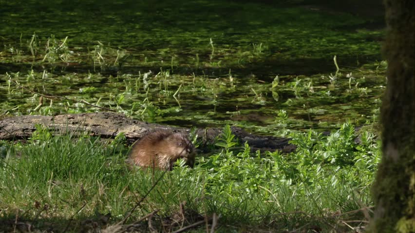 muskrat eats in the water 