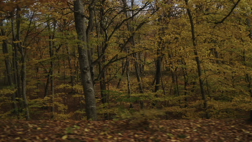 Slow motion driving plate side view of a dense autumn forest in the mountains
