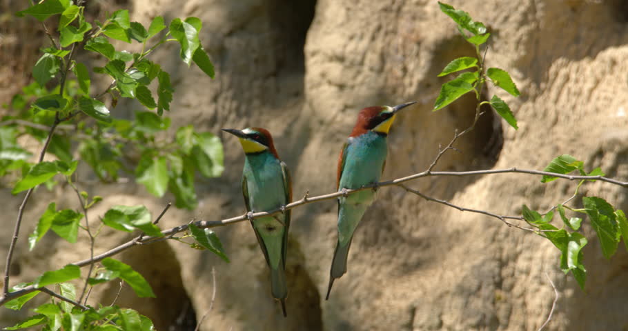 Bee eater couple standing on a tree branch in front of colony