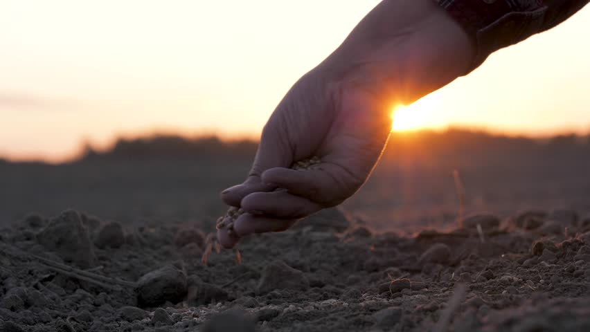 Close up of agronomy farmer hands gently pouring seeds into fertilizer ground at sunset sun. Organic bio farming in agriculture and spring gardening. Sowing season. Manual sprinkling seeds in soil