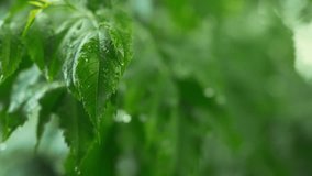 B roll - Close up of rainfall in jungle, rain drop on leaf tree, Raining shower in the dense forest, Green nature concept. Slow motion.	