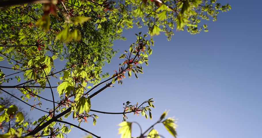 green foliage on maple tree in spring bloom, beautiful new leaves and flowers on maple trees in spring