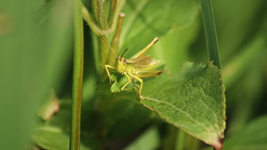 Small Grasshopper sitting On The Green Leaf Of a Plant. - close-up macro shot.