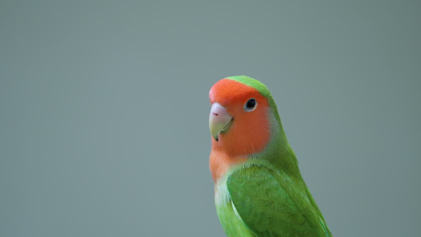 Rosy-faced Lovebird (Agapornis Roseicollis) or Rosy-collared or Peach Faced Lovebird isolated on Plain Grey Studio Background Flies up Royalty-Free Stock Footage #1109654013