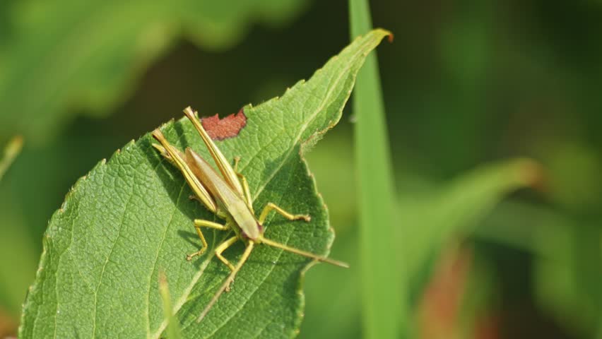 Small Grasshopper Walking On The Green Leaf Of Plant. - close-up
