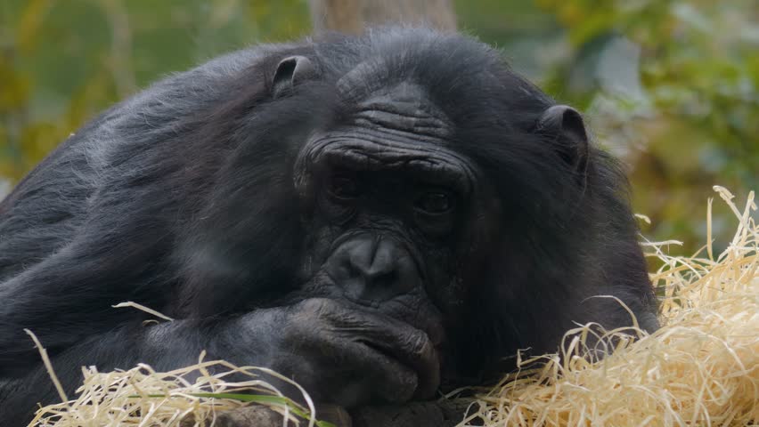 Close up of Bonobo looking into camera.