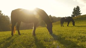 SILHOUETTE, LENS FLARE: Golden sunrise with two brown horses on morning pasture. An early and calm autumn morning with warm golden sun rays shining on beautiful horses grazing on the sunlit meadow. - Powered by Shutterstock - Get 15% off with code: PIKWIZARD15