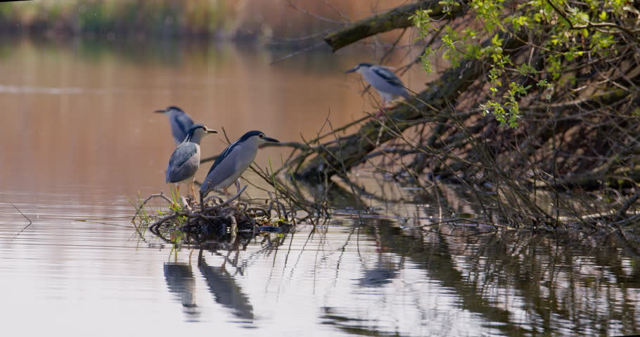 Close-up shot of a group of black crowned night herons standing on broken branches on water and flying away