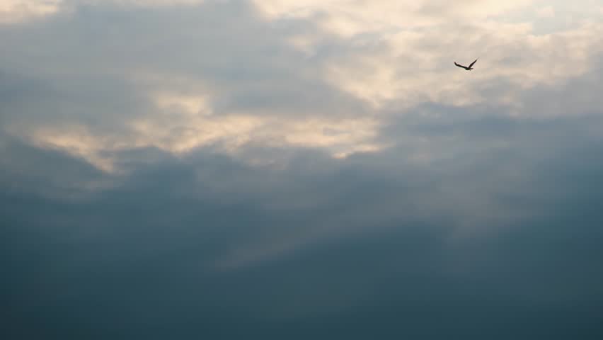 Migratory Wild Black Birds Soaring High Against Moody Sky. Slow Motion
