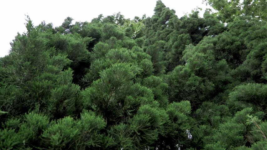 Pine trees growing close to each other making this ensemble of thick foliage zoomed out revealing movement caused by a strong wind.
