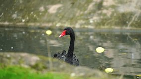 Video of Black swan in zoo
