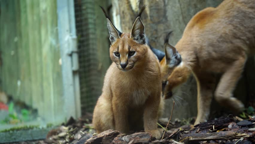 Video of Caracal in zoo