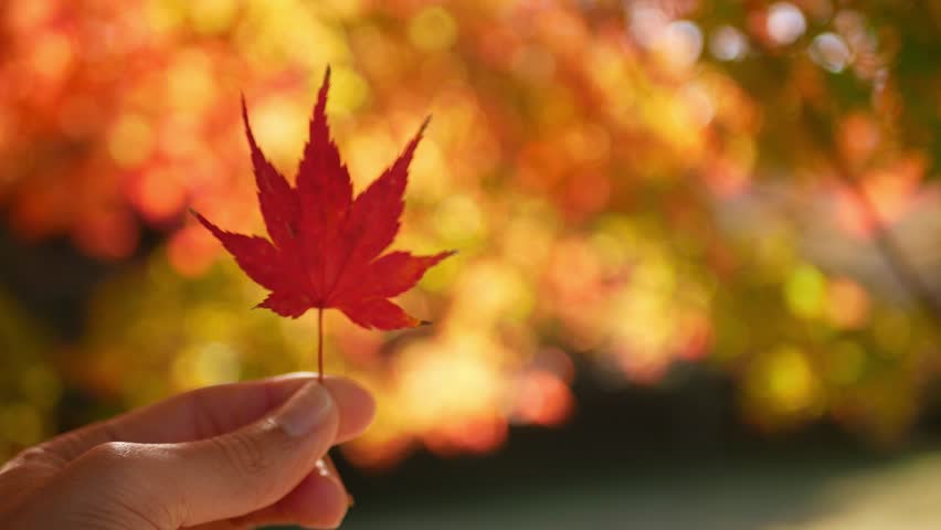 hand holding a maple leaf with background of color changed leaves on maple tree with sunshine, autumn fall natural background Royalty-Free Stock Footage #1109662703