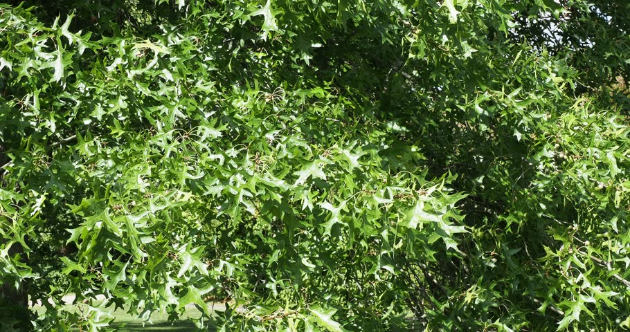 Branches of Pin oak or swamp oak (Quercus palustris) droop downwards bearing tufts of green pretty and typical lobed pointy-toothed leaves in summer