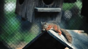 Two adorable squirrels playing chase on top of a cabin.
4K Slow Motion Video.