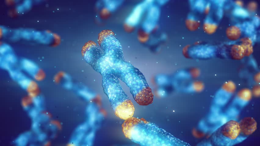 Telomere shortening and chromosome damage. The length of telomeres is affected by lifestyle and has direct impact on human health and lifespan. Royalty-Free Stock Footage #1109670143