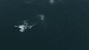 Aerial view of adult whale swimming in a circle on its back using one fin. Big whale swims on back in deep blue waters of ocean in good weather conditions. High quality 4k footage