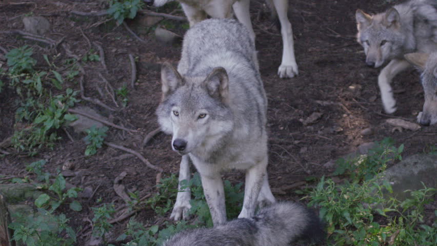 Wolves in a pack hunting in Canadian Forest