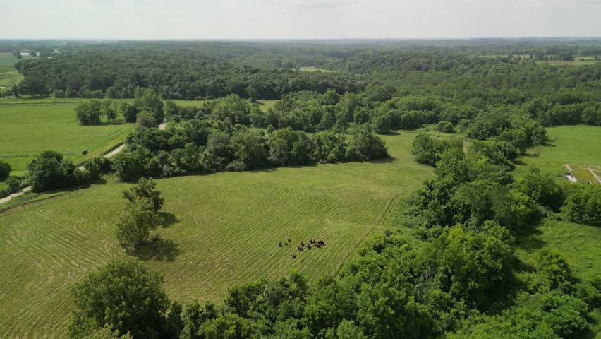 Aerial descent of buffalo herd grazing in green pasture, ohio