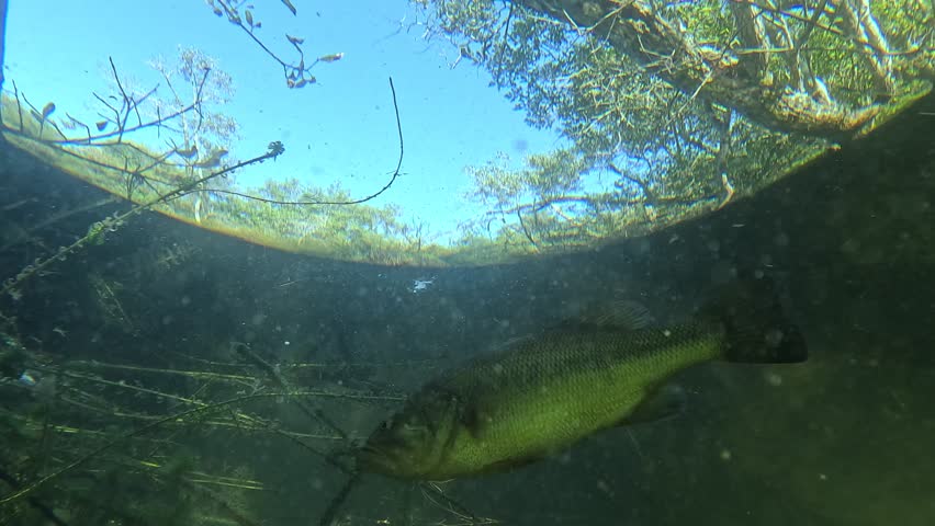 Captivating underwater footage of a static black bass, shot from below against the surface. The unique angle creates an illusion of the fish swimming among trees and sky. An ethereal visual experience