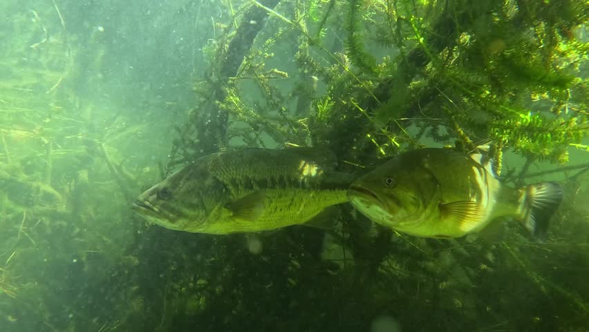 Experience the underwater world like never before with this intimate footage of a black bass couple at ease in their nest. Check my gallery for similar footage.