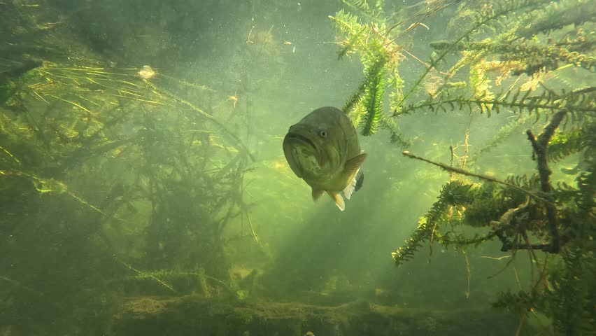 Dive into the mysterious world of the black bass as it gazes directly into the camera, bathed in ethereal light. This striking underwater footage captures the fish in a moment of celestial beauty.