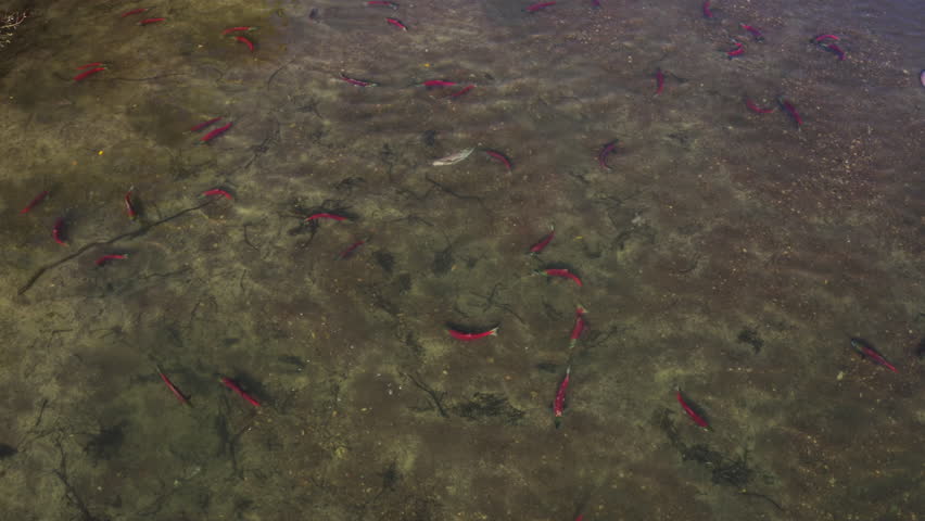 Aerial drone shot of 
sockeye salmon spawning in Lake Nachikinskoye