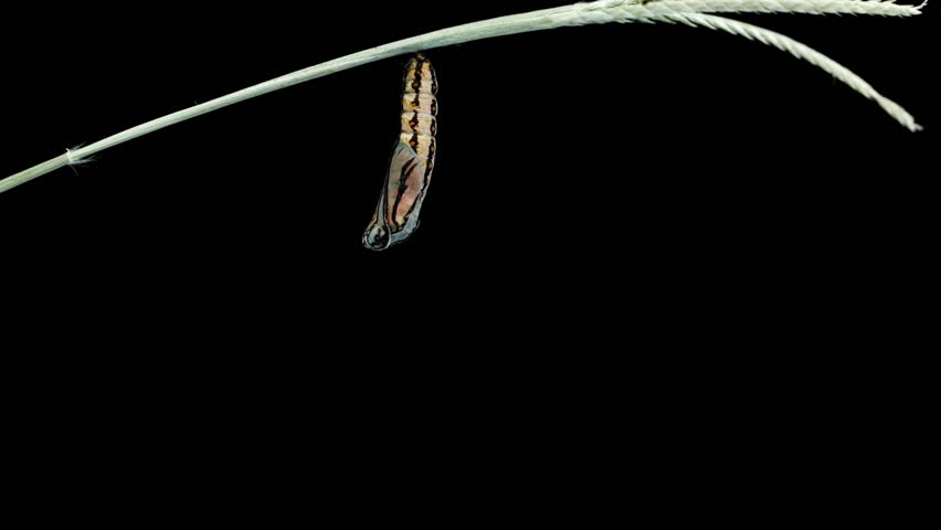 Monarch butterfly emerging from cocoon, spreading its beautiful wings and flying away
Development and transformation stages of lime Butterfly -Papilio demoleus - malayanus hatching out of pupa to butt