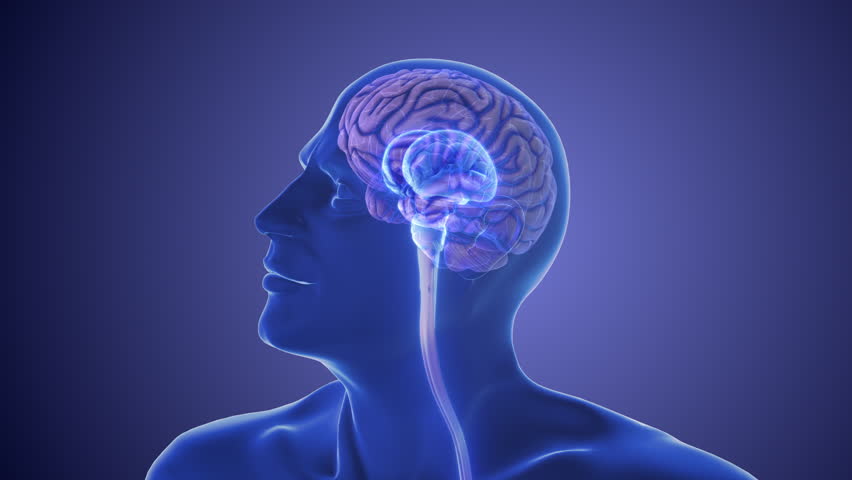 Anatomy of the human brain