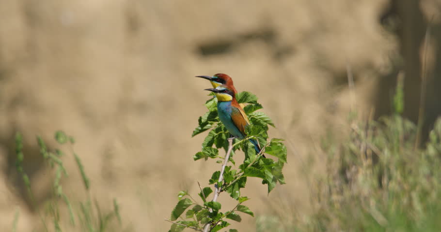 Bee eater bird on a tree branch in front of colony nests