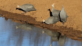 Helmeted guineafowls (Numida meleagris) drinking at a waterhole, South Africa