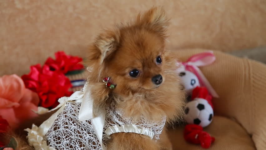 dress for pomeranian