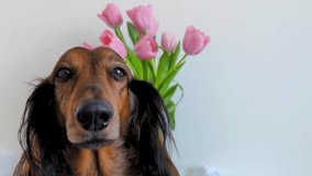 Red long haired dachshund portrait with pink tulips in glass vase , adorable small sausage dog with flowers, beautiful doxie close up, one friendly hound, domestic pet animal alone video
