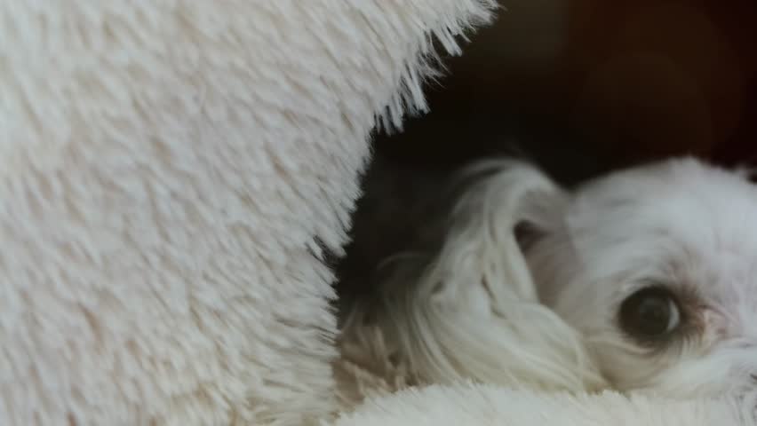 Close-up of a sad white dog lying in his bed.