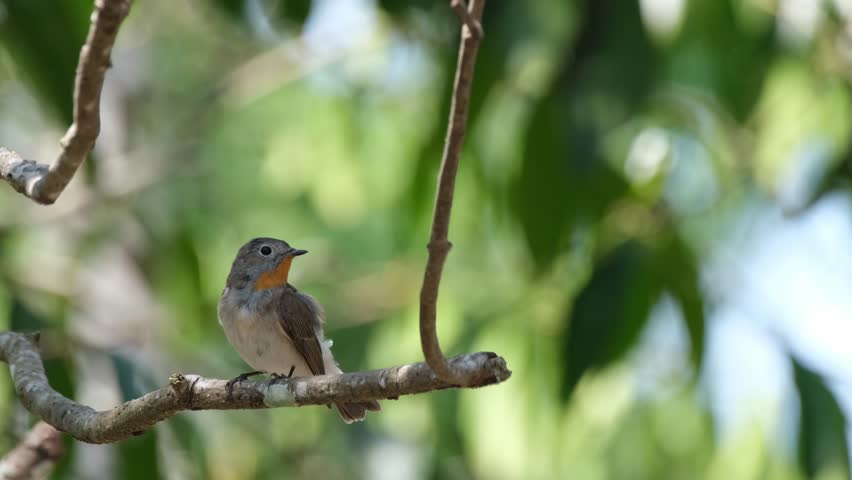 Preening its back several times and the right wing while perched on a branch during a windy day, Red-throated Flycatcher Ficedula albicilla, Thailand