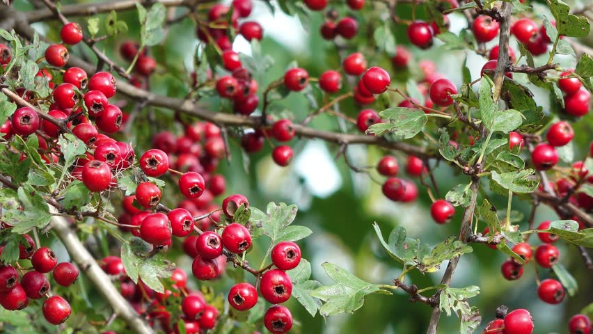  red fruits at the hawthorn in the natue in autumn